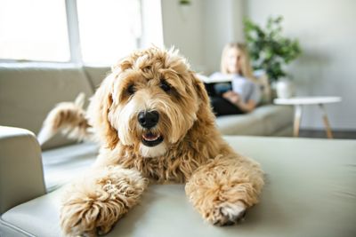 (Dogs) 7: Labradoodle