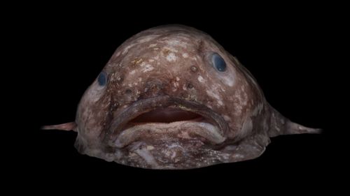 The "world's ugliest fish". (AAP)