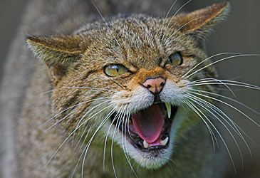 What is the scientific name of the European wildcat?