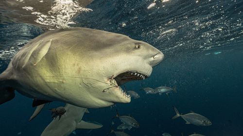 Often he finds bull sharks have hooks embedded in their mouths, after entanglements with fishermen's prey. 