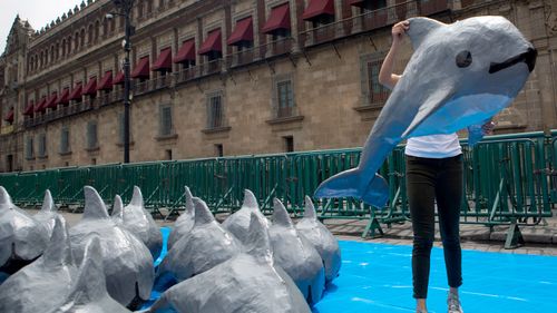 A woman with the World Wildlife Fund carries a papier mache replica of the critically endangered porpoise known as the vaquita marina, during an event in front of the National Palace in Mexico City. (AAP)