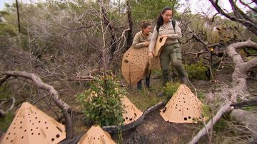 The cardboard shelters are an environmentally friendly method of sheltering vulnerable native animals.