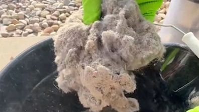 Clump of dust, dirt and hair removed from a vacuum.