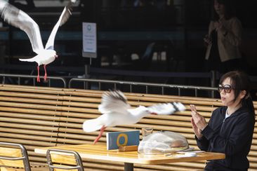 SYDNEY, AUSTRALIA - SEPTEMBER 10: A woman dines at the outdoor seating area of the Opera Bar as seagulls fly by at Sydney Opera House on September 10, 2020 in Sydney, Australia. Seven new COVID-19 cases were recorded in NSW in the last 24 hour reporting period. Of those cases, two are returned overseas travelers in hotel quarantine, while five are linked to a known case or cluster. (Photo by Jenny Evans/Getty Images)