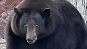 Hank the Tank big brown bear breaking into California homes