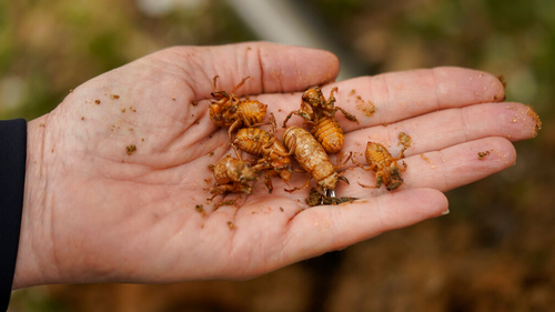 University of Maryland entomologist Paula Shrewsbury displays a handful of cicada nymphs found in a shovel of dirt in a suburban backyard in Columbia.