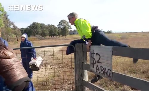 The activists climbed fences at the Mowbray Road farm near Camden yesterday. Picture: 9NEWS