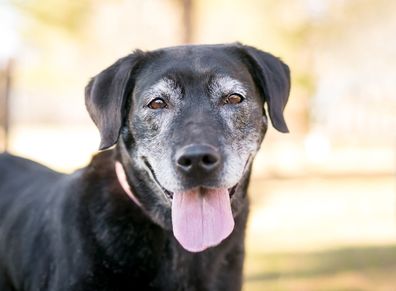 old dog stock A senior Labrador Retriever mixed breed dog with gray fur on its face