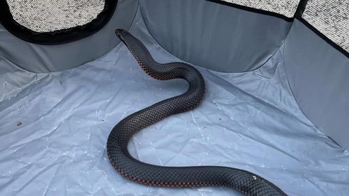 The red bellied black snake had wandered in and out of a family home in Engadine in the city's south on Sunday.