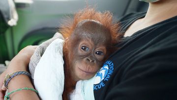 A seven-month-old baby orangutan rescued by the International Animal Rescue and Indonesian Nature Resources Conservation Agency (BKSDA). (AFP)