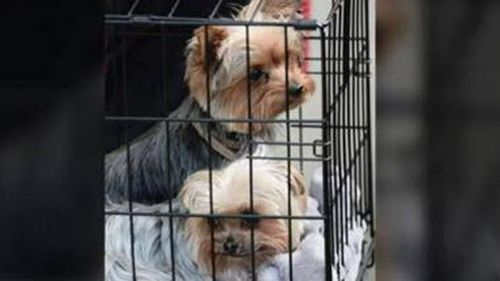 Johnny Depp's Yorkshire terriers, Pistol and Boo. (9NEWS)