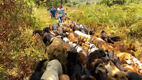Dog sanctuary ‘Land of the Strays’ in Costa Rica is home to 900 adoptable dogs
