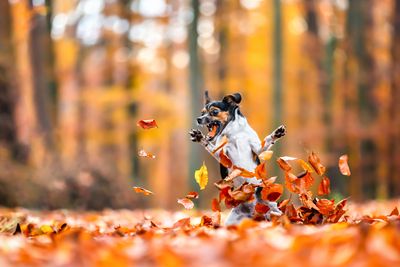 Highly commended: 'Crazy in love with Fall'