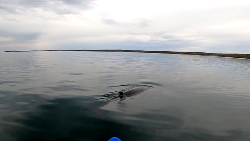 The boys described the whale as curious and fun as it played with them for hours.