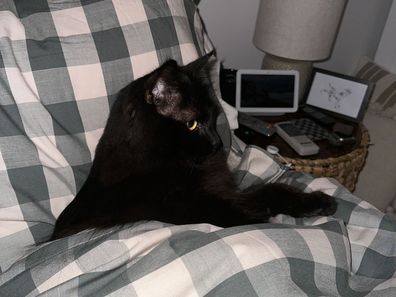 Kovu, a black cat, tucked into bed.