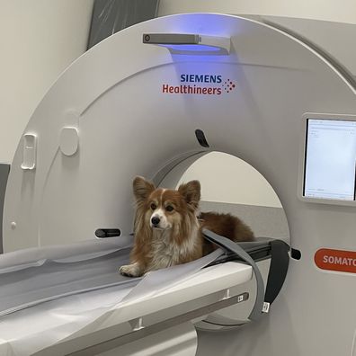 Dog in a CT scanner.