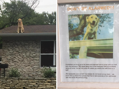 Huckleberry on the roof of his family home and the sign his owners were forced to install.