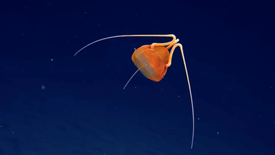 Un "mystérieux"  Un prédateur des grands fonds a été trouvé caché dans les profondeurs sombres de l'océan, à 1469 mètres sous la surface.  On pense que l'espèce est une espèce de méduse non encore décrite. 