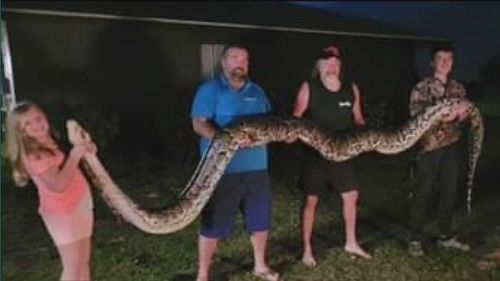Florida giant python