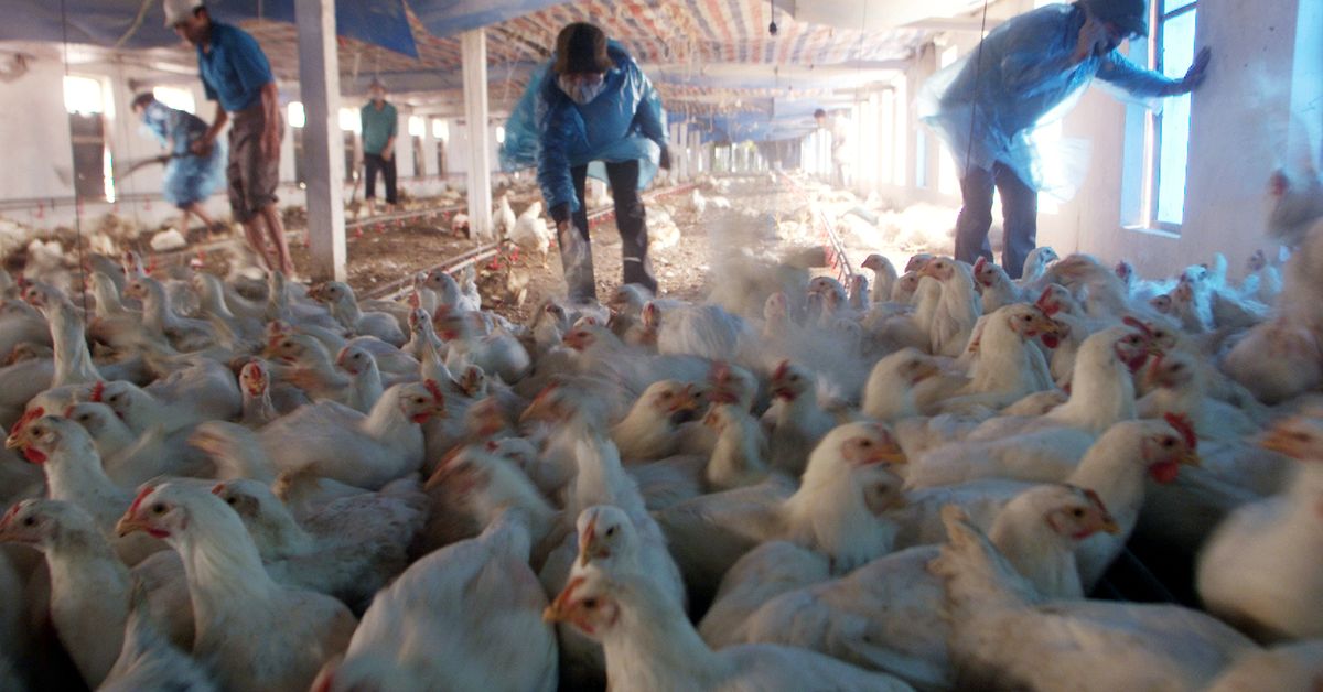Bird flu spreads in Europe and Asia, putting poultry industry on alert
