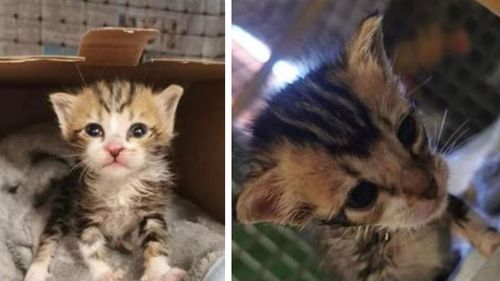 To kittens who were found stuck to a glue trap. Their sibling had to be euthanised.  
