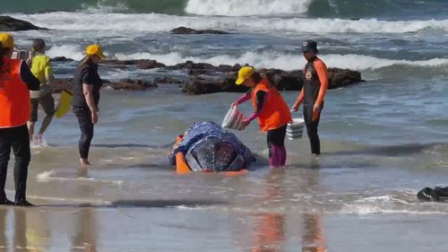 Baby Humpback whale washes up in Port Macquarie on July 29