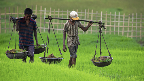 Indian farmers carry saplings in a paddy field in Hohora village, outskirts of Gauhati, India, Sunday, June 14, 2020. (AP Photo/Anupam Nath)