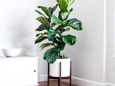 How to keep your fiddle-leaf fig alive
