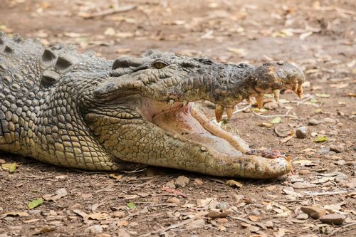 A woman was taken by a crocodile while fishing in remote Arnhem Land this morning.