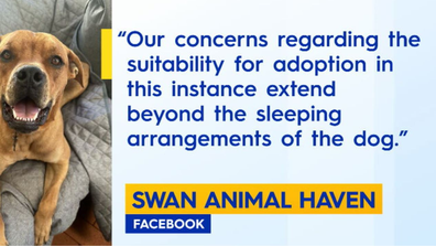 Swan Animal Haven statement Oakley rescue dog return