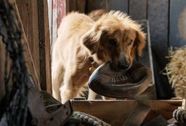 A Dog's Purpose