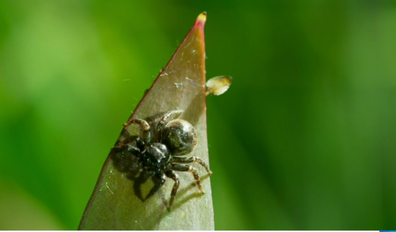 The tiny spider has an amazing courting ritual. 