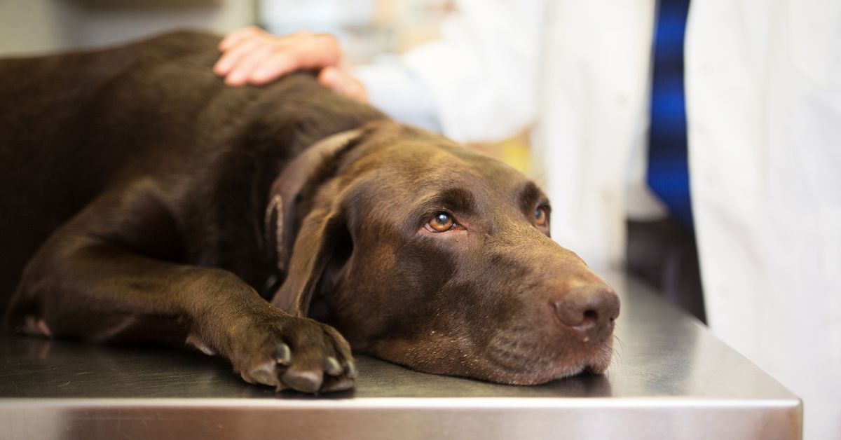 Can dogs eat chocolate? The 00 mistake dog owners are urged to avoid this Easter