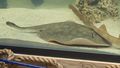 Charlotte the stingray who got pregnant without a male has died