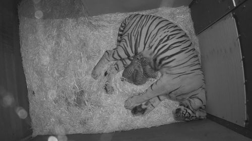 Trois bébés tigres ont fait leur arrivée prévue au zoo d'Adélaïde.