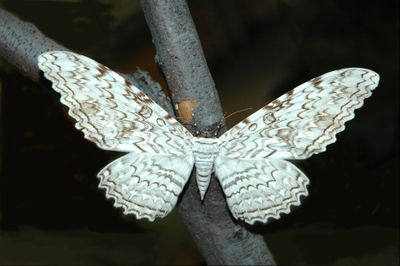 <strong>White witch moth</strong>