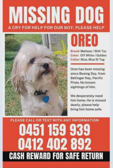 Missing Gold Coast dog Oreo
