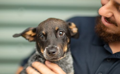 NSW Animal Welfare League say they have seen a 34 per cent increase in surrendered animals in the past two years. 