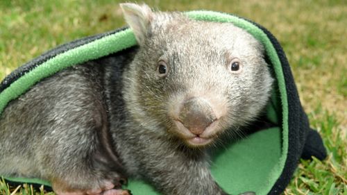 George was reportedly rescued from his mother’s pouch after she was struck by a car late last year. (Supplied)
