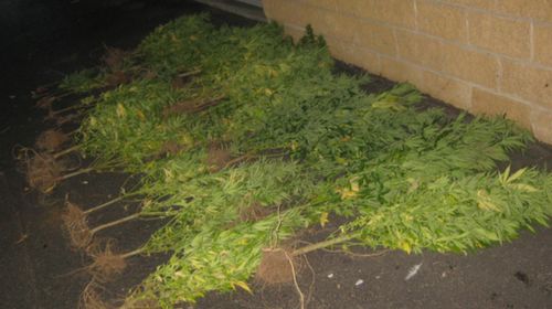 The three teenagers also allegedly grew cannabis in the Narional Park. (South Australia Police)