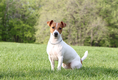 Jack Russel Terrier sitting on grass
