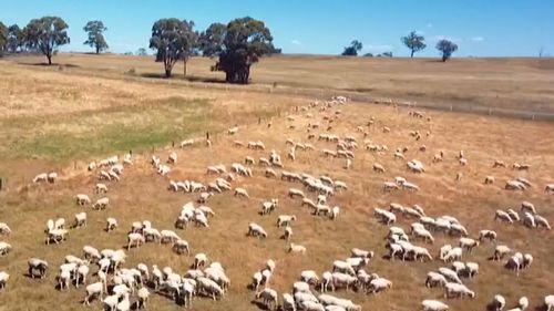 Almost $30, 000 worth of sheep has been stolen from a 1,200-acre farm on the outskirts of Bendigo. 