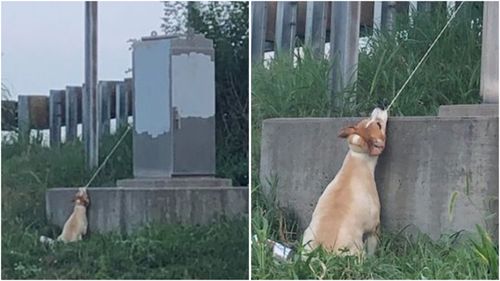 Sixteen-year-old Max was found tied to an electrical box on the side of a busy Missouri motorway.