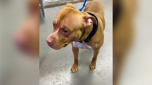 The pit bull found tied outside the animal control and shelter center. (Facebook/Parsippany Animal Control and Shelter)