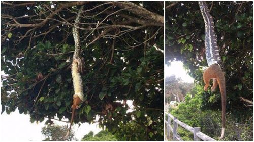 Hungry python stuns Byron Bay crowd by swallowing entire possum