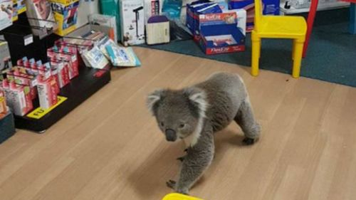 The koala's big day out was shared to Facebook. (Tocumwal Pharmacy)