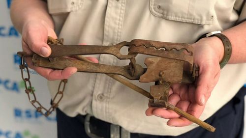 People who set steel jaw traps could face fines of up to $2500. Picture: 9NEWS