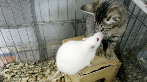 Scientists claim rodents can sense when their partner feels distressed