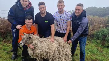 &#x27;Britain&#x27;s loneliest sheep&#x27; was rescued by a group of farmers in the Scottish highlands.