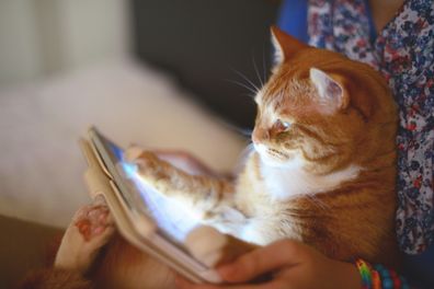 Cat using iPad stock photo